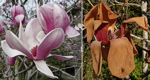 Japanese Magnolias Before and After Freezing - photo by Readerwalker